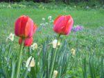 tulpen jpg