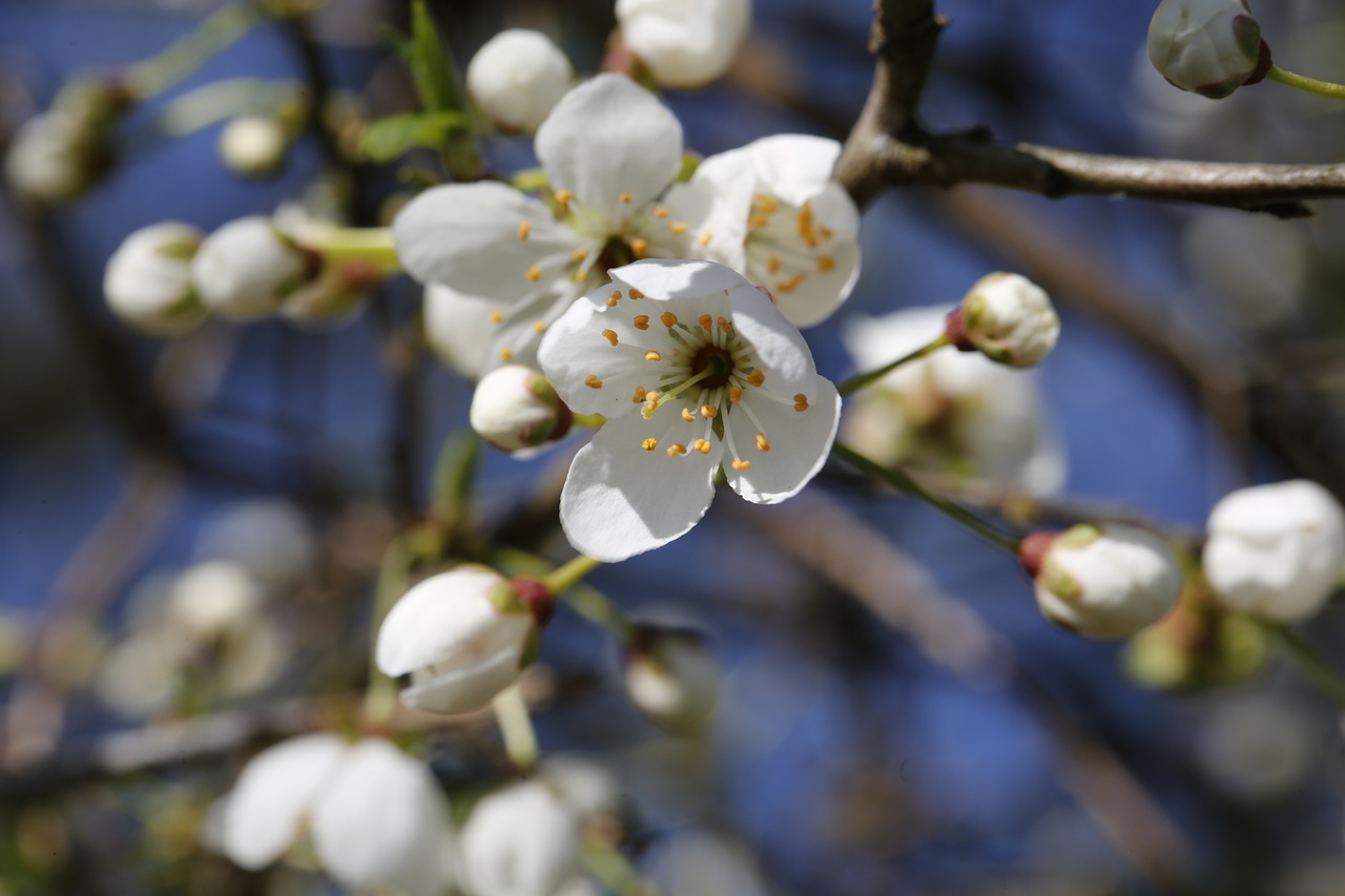 Nahaufnahme von weißen Kirschblüten an einem Ast, mit verschwommenem Hintergrund und blauem Himmel.