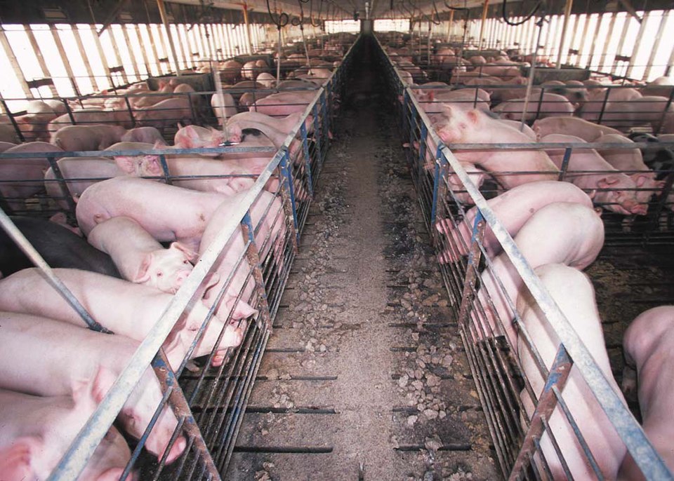 Zu sehen sind eingepferchte Schweine in Massentierhaltung