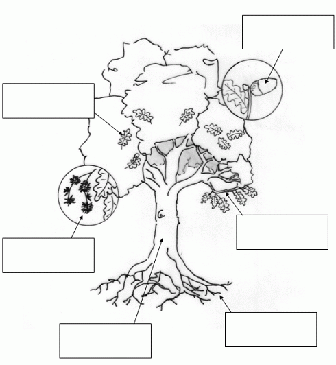 Arbeitsblatt Baum