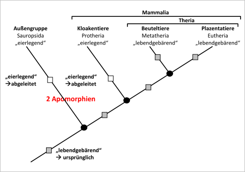 Stammbaumhypothese 1
