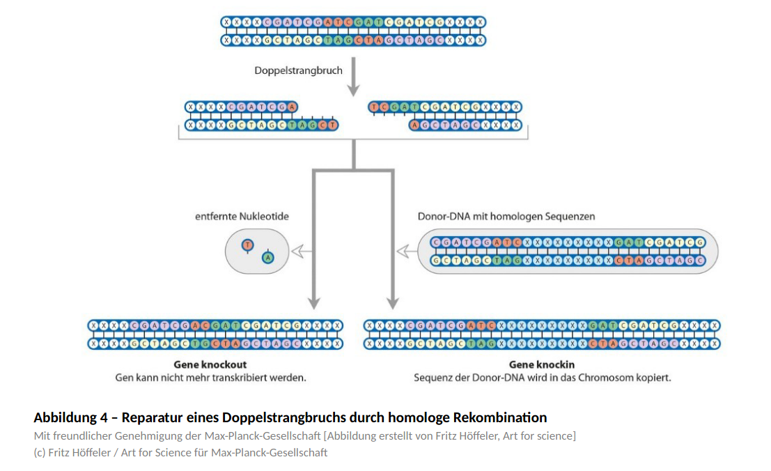 Reparatur eines Doppelstrangbruchs durch homologe Rekombination