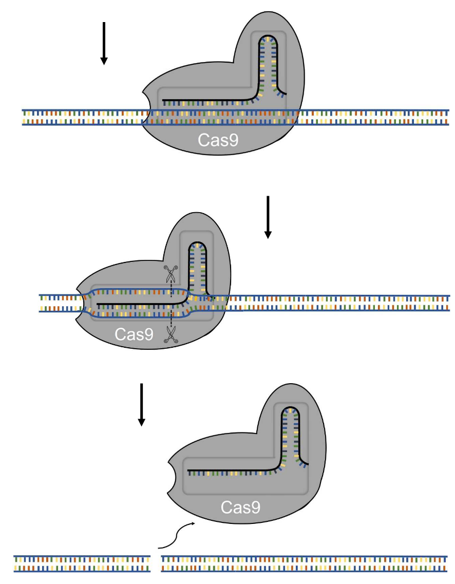 Funktionsweise CRISPR-Cas9 Teil 2