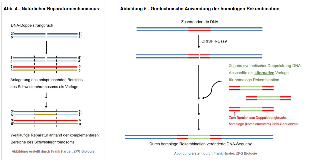 Schemata zur homologen Rekombination