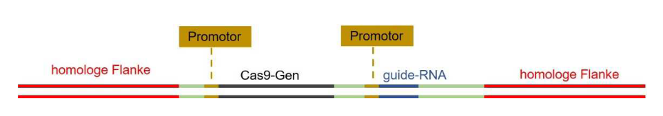 Funktionsweise eines CRISPR-Cas9-Genedrives