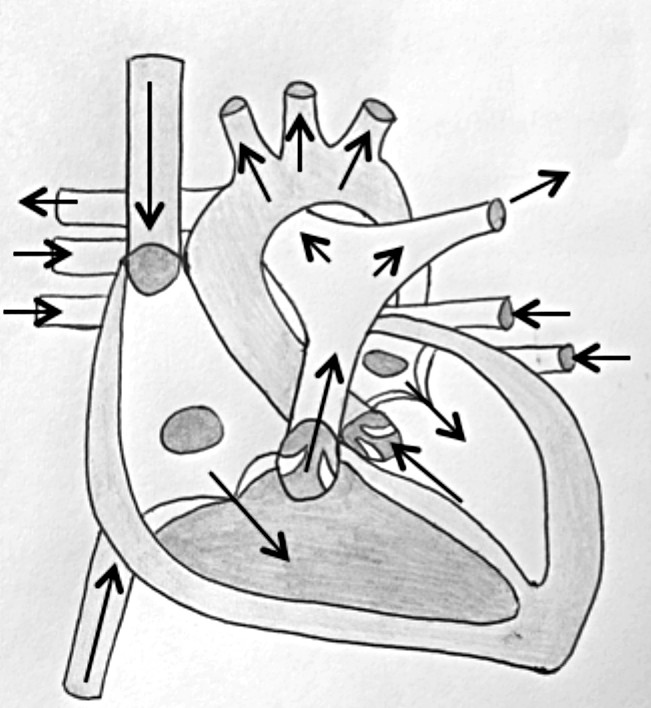 Anatomisches 1 1 menschliches diastolisches Herzmodell Biologie Unterrichts 