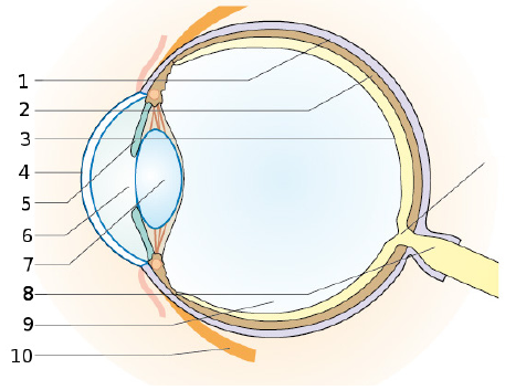 Arbeitsblatt 1 Bau Des Auges Und Funktion Der Bestandteile