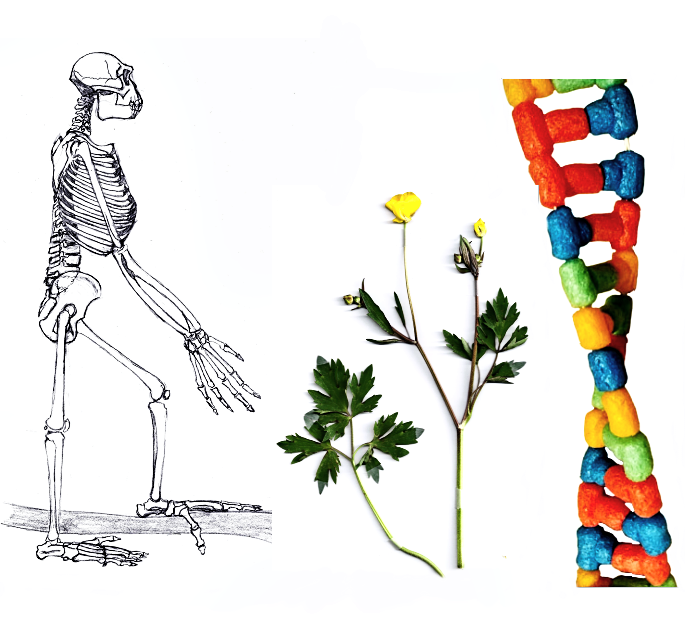 Collage Evolution Ökologie Genetik