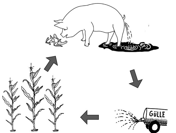 Schwein-Mais-Gülle-Zyklus
