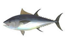 Bild Thunfisch