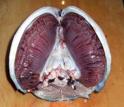 Fischpräparation – innere Organe